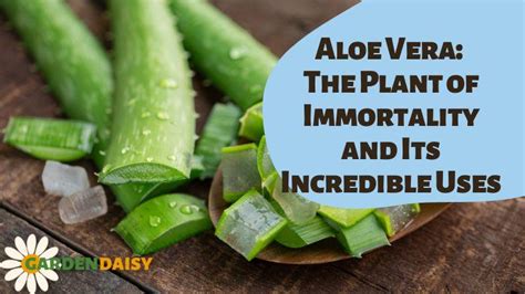 Aloe Vera: The Plant of Immortality and Its Incredible Uses | Garden Daisy