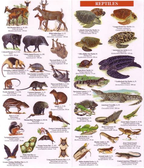 Costa Rica Wildlife Guide: Mammals, Birds, Reptiles, Amphibians, Butterflies [English / Spanish]