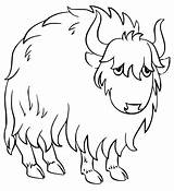 Yak Coloring Page sketch template