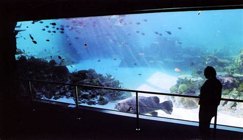 Shanghai Ocean Aquarium - Natureworks Australia