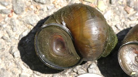 Random Bits: Adopting Wild Freshwater Snails