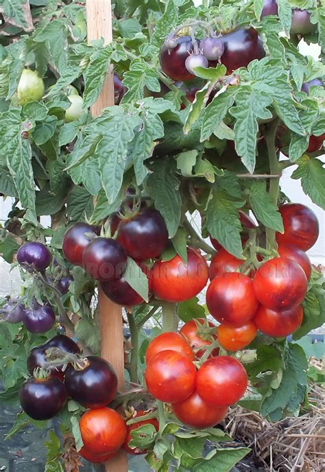 Black and Blue tomatoes : ANTHO STRIPED DWARF - Dwarf Project Tomato