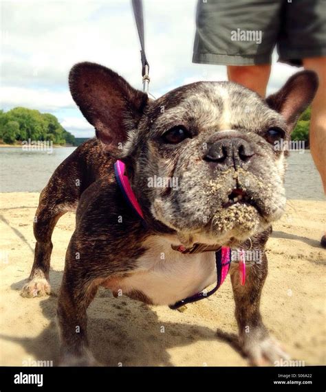 A funny french bulldog with sand on her face Stock Photo - Alamy