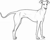 Italian Greyhound Drawing Sketch Coloring Page sketch template