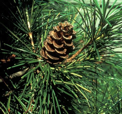 FORESTRY - LEARNING: DEFINITION GYMNOSPERM