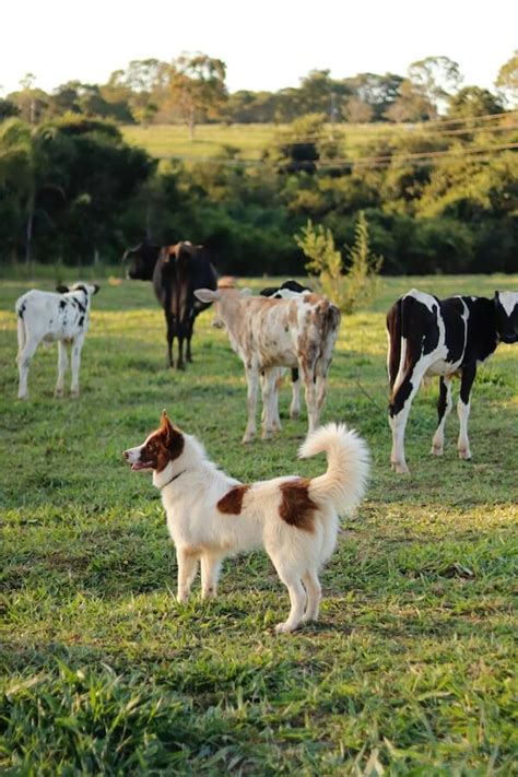 Top 145 Best Herding Dog Names