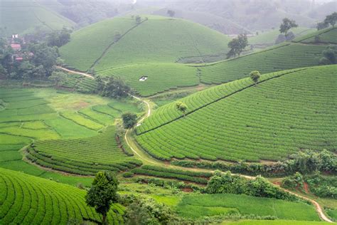 Aerial Photography of Tea Plantation · Free Stock Photo