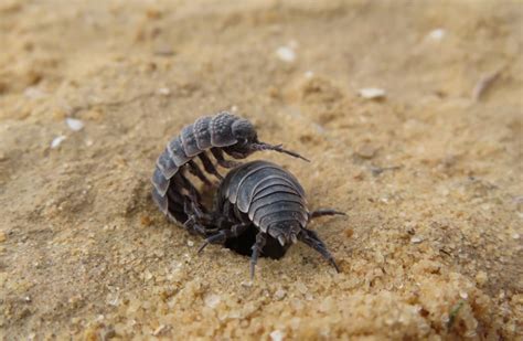 How do Israeli woodlice mate when predators like scorpions lurk nearby ...