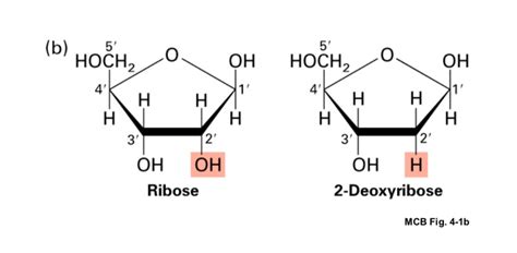 Ribose Vs Deoxyribose