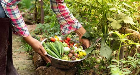 Harvesting Vegetables - English Gardens