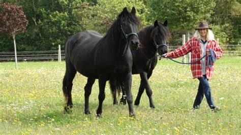 10 cool things to know about Canadian horses | CBC News