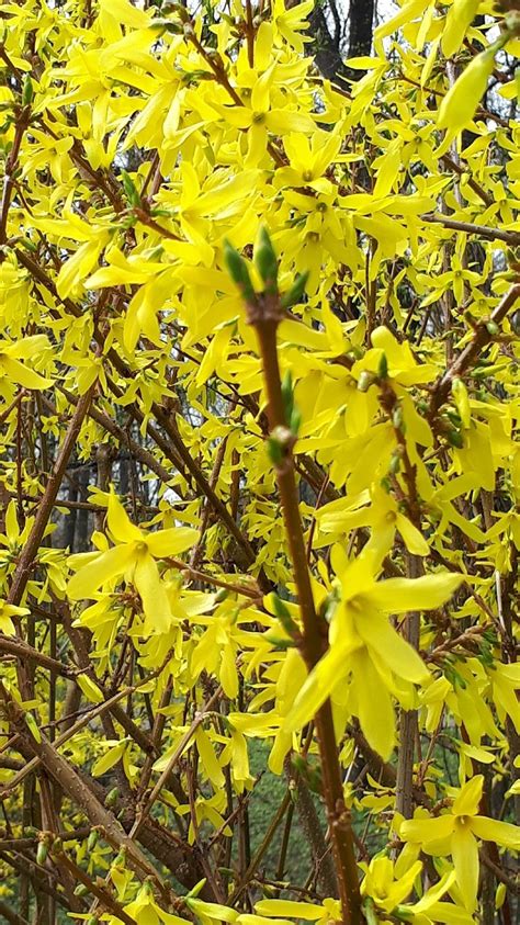 Forsythia suspensa