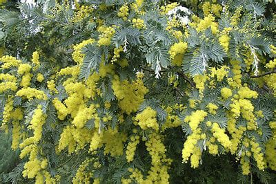 Acacia 'Silver Wattle' 6" Pot - Hello Hello Plants