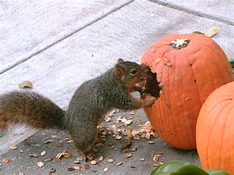 Squirrel eating pumpkin | Our Mr. Potato Head pumpkins ended… | Flickr ...