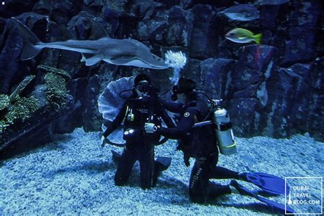 Dubai Mall Aquarium Shark Dive