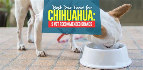 Best Dog Food for Chihuahua in 2020: Top 9 Vet Recommended Brands