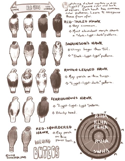 Perched Hawk Inentification Card • John Muir Laws