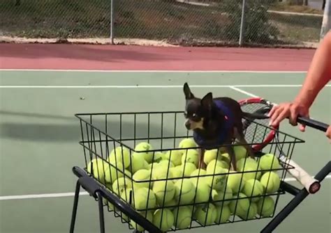 Woman Helps An Obese Chihuahua Lose Weight - The Doggy