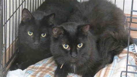 Shelters waive adoption fees for black cats ahead of Black Friday | CTV News