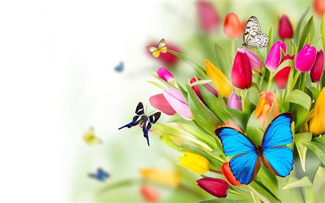 Butterfly Backgrounds | Flowers butterflies Wallpapers Pictures Photos ...