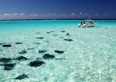 Stingray City - Discover Antigua Barbuda