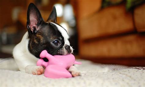 13 Best Dog Squeaky Toys (Updated) - Toy Pet Reviews