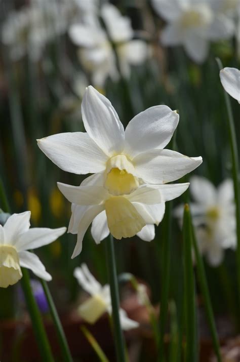 Galanthus : Narcissus Varieties in Flower Today