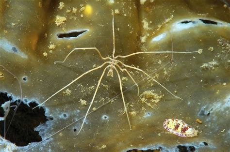 9 Unexpected Facts About Sea Spiders