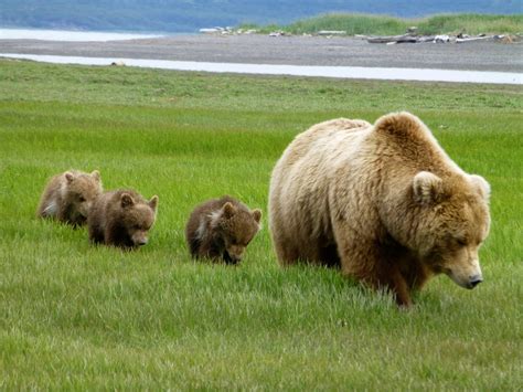 Alaska's Best Bear Viewing Lodge