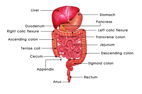 Images Of Gi System