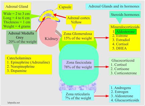 Aldosterone and Renin-Angiotensin System - Labpedia.net