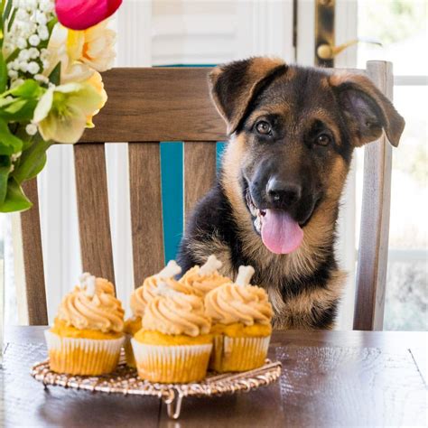 Dogs Eating Cupcakes