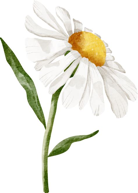 watercolor daisy flower 16548529 PNG