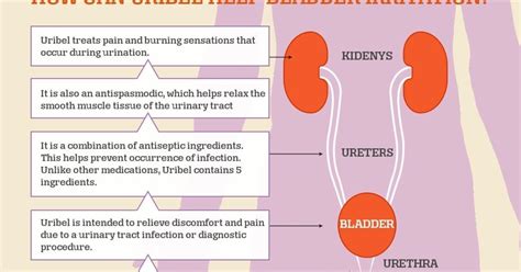 How Can Uribel Help Bladder Irritation? [Infographic]