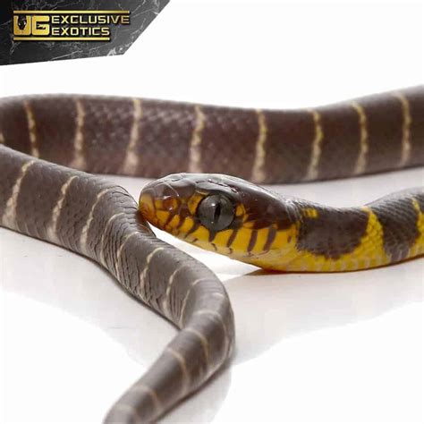 Mangrove Snakes For Sale - Underground Reptiles