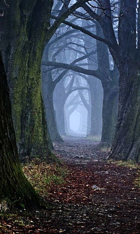 Spooky Trail woods, halloween, night, omg, path, scary, tree, trees, HD phone wallpaper | Peakpx