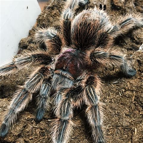 Buy Female Tarantulas at Micro Wilderness | Micro Wilderness