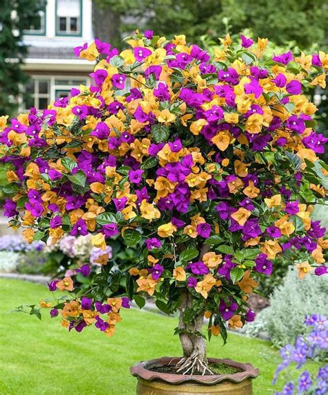 Image result for bougainvillea colors | Trees to plant, Flowering trees, Planting flowers