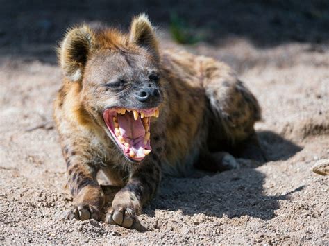 Why Do Hyenas Laugh? » ScienceABC