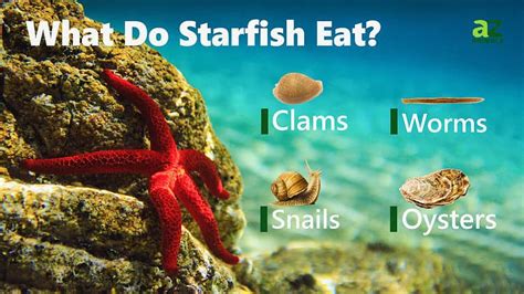 Starfish - A-Z Animals