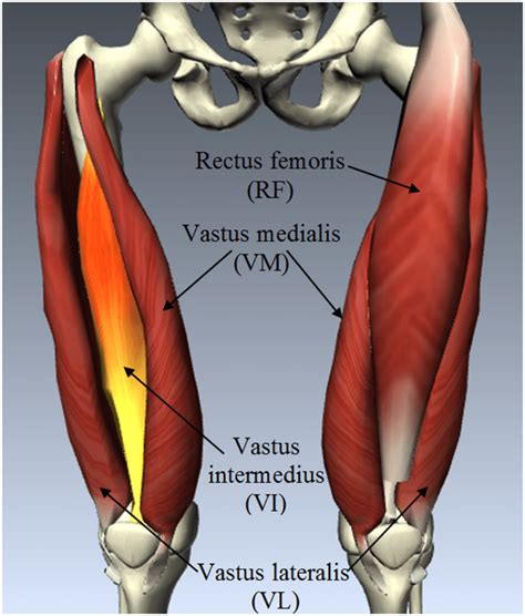 Anatomy of quadriceps femoris muscle group, which includes rectus ...