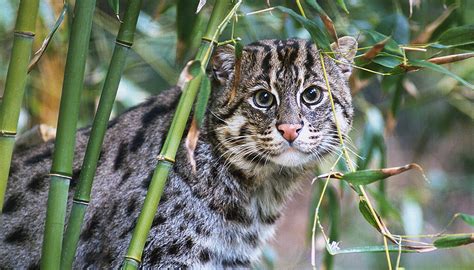 Fishing cat | San Diego Zoo Wildlife Explorers