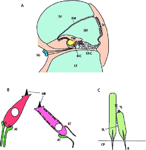 Schematic demonstrating the basic anatomy of the cochlea. A. Cross... | Download Scientific Diagram