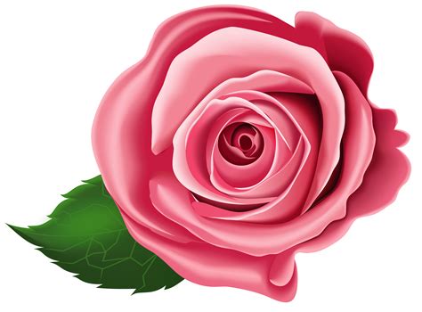 Rose family clipart - Clipground