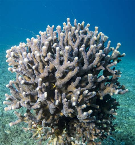 Coral skeletons may resist the effects of acidifying oceans