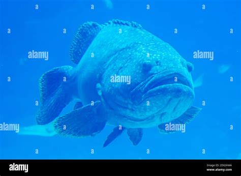 Giant grouper fish looking at diver Stock Photo - Alamy