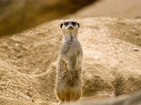 Meerkats Wallpapers | Meerkat, Animals, Nature animals