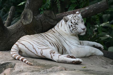 White Tiger Wallpapers HD - Wallpaper Cave