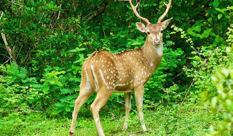 Nature and Wildlife of Uttarakhand