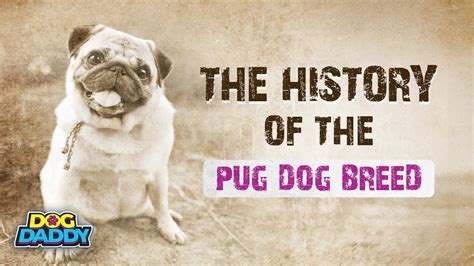 The History of The Pug Dog Breed - YouTube